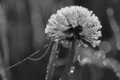 Close-up of wet flower on plant