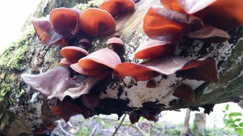 Close-up of plant against blurred background