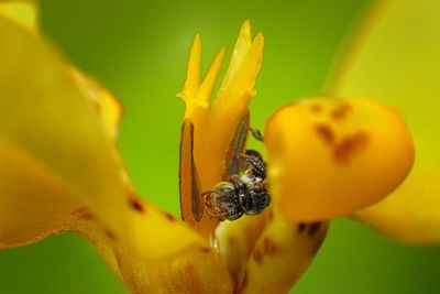 Close-up of insect on yellow flower