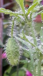 Close-up of fresh green plant