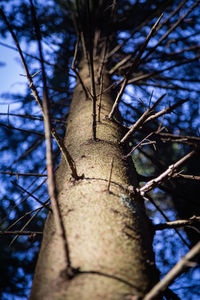 Low angle view of bare tree against sky