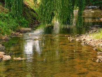 View of ducks in lake