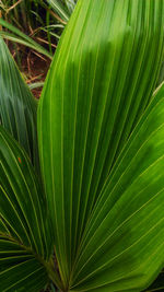 Close-up of palm leaves