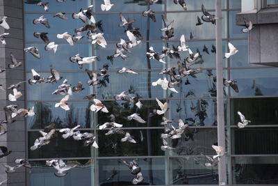 High angle view of seagulls flying