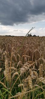 Crops growing on field against sky