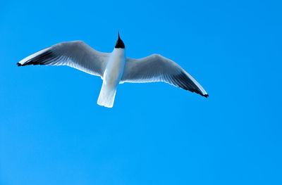 Low angle view of seagull flying against clear blue sky