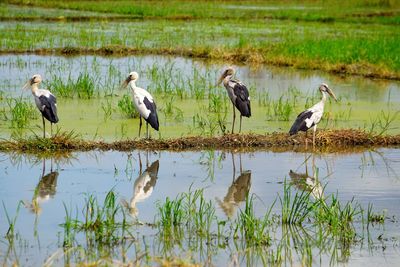 Life in the rice feild