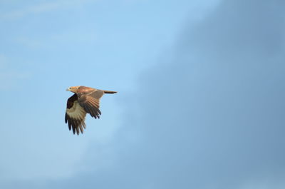 Low angle view of eagle flying against clear blue sky