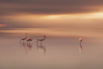 Birds in a lake