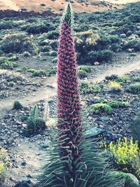 High angle view of succulent plant on field