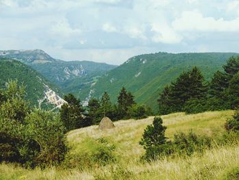 Trees on countryside landscape