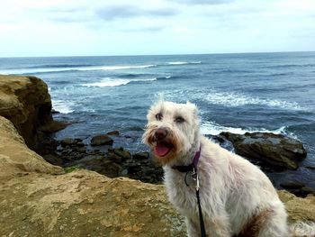 Dog on beach