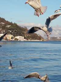 Seagulls flying over sea