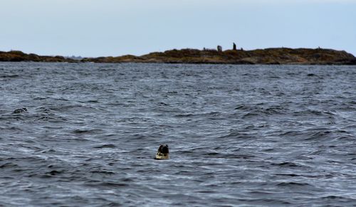 View of ducks swimming in sea