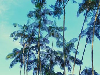 Low angle view of palm trees against sky