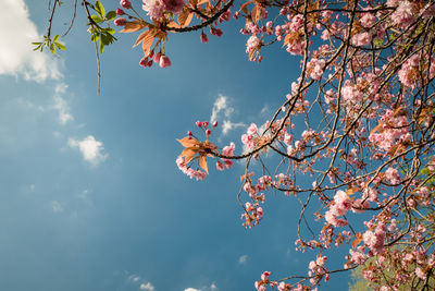 Low angle view of cherry blossoms against sky