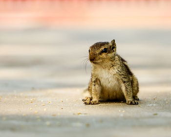 Close-up of squirrel on rock