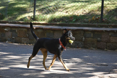 Dog standing on footpath