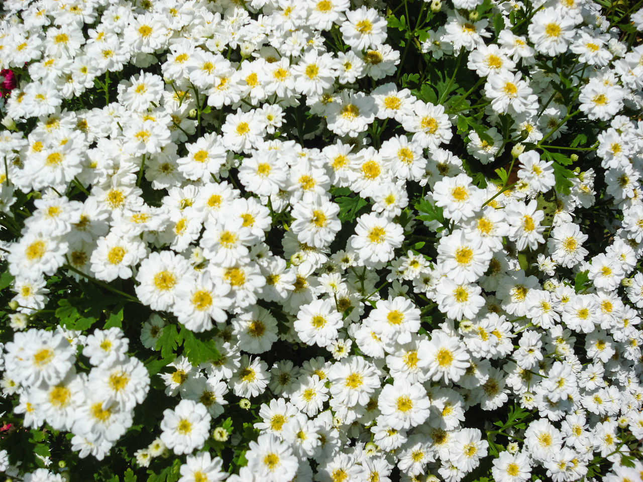 HIGH ANGLE VIEW OF WHITE FLOWERING PLANTS IN FIELD