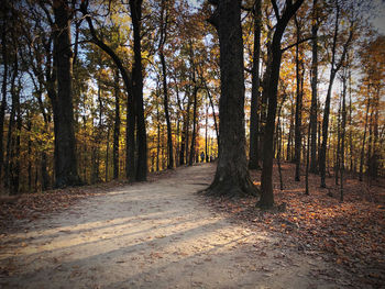 Trees growing in forest during autumn