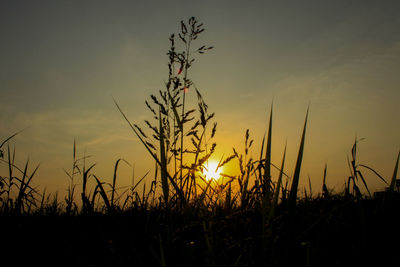 Silhouette plants on field against sky during sunset