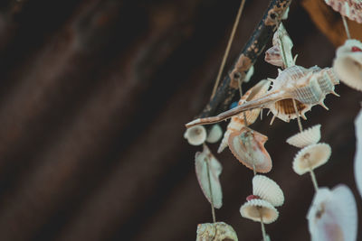 Close-up of flowering plant against blurred background