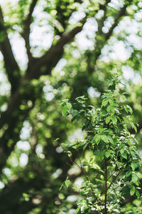 Low angle view of leaves on tree