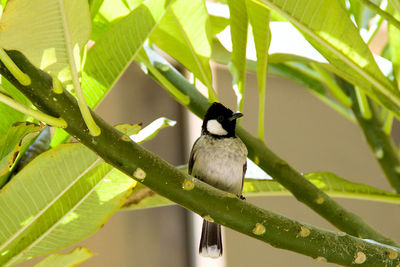 Bird perching on a branch