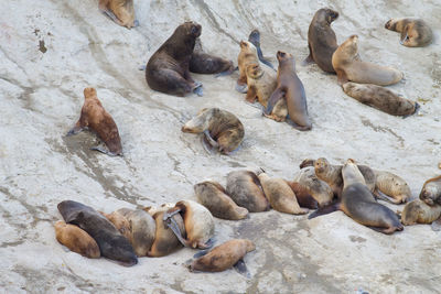 High angle view of seals on the beach