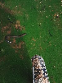 High angle view of turtle in sea