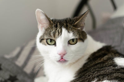 Close-up portrait of cat