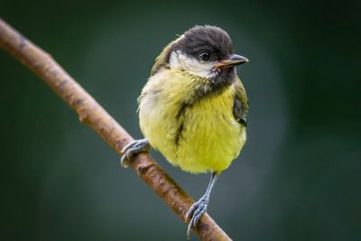 Close-up of great tit perching on plant