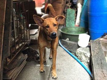 Brown dog looking at camera