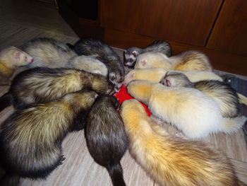 domestic animals