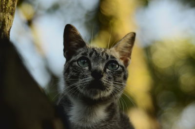 Close-up portrait of a cat