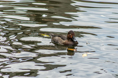 High angle view of ducks swimming in lake