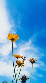 Low angle view of yellow flower against blue sky