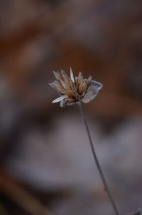 Close-up of wilted flower