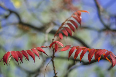 Close-up of red flower against blurred background