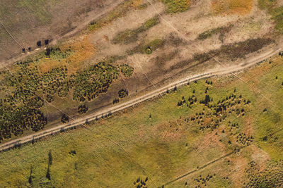 High angle view of road amidst trees on field