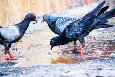 Black bird drinking water