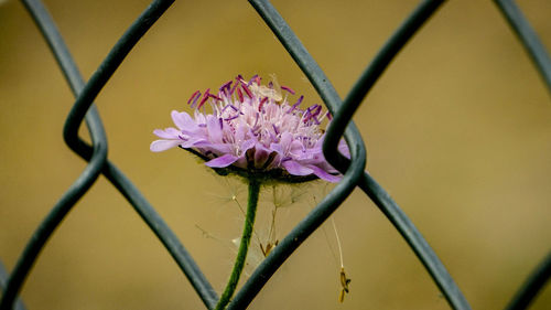 Close-up of pink flowering plant against fence
