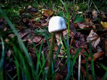 Close-up of mushroom growing on field