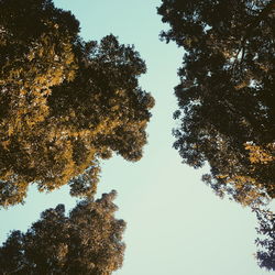 Low angle view of trees against clear sky