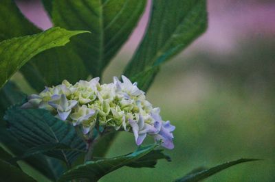 Close-up of purple flowers