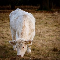 Cow grazing on field