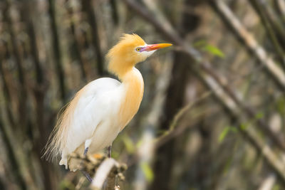 Close-up of bird perching on branch