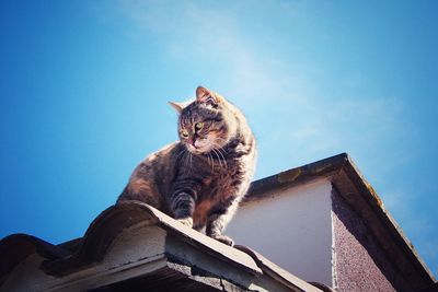 Low angle view of cat against blue sky