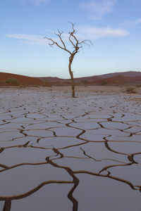 Scenic view of dead tree in the mud after heavy rainfall in sossusvlei