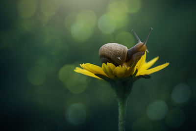 Close-up of snail on yellow flower